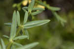 Early St. Johnswort